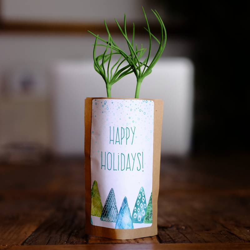 Tree Growing Kit • Happy Holidays