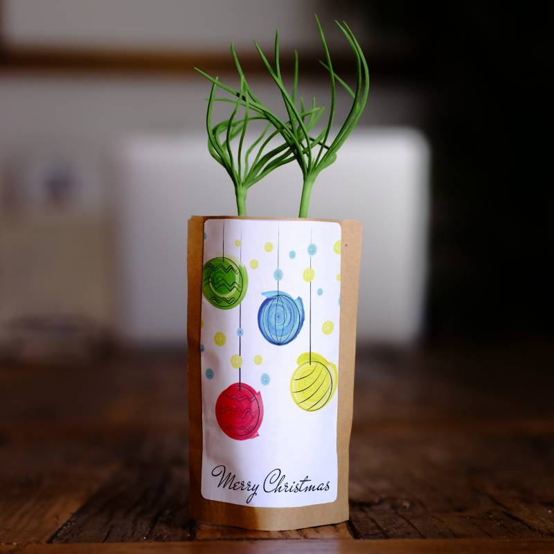 Tree Growing Kit • Merry Christmas 1